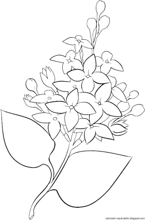 Сирень раскраска