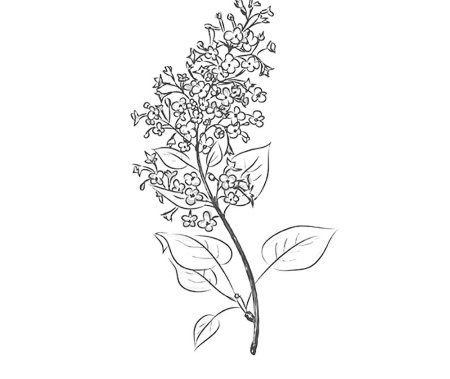 Сирень трафарет для рисования