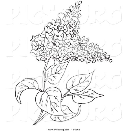 Куст сирени раскраска для детей
