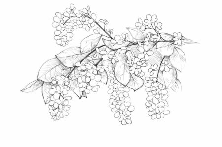 Сирень раскраска для детей