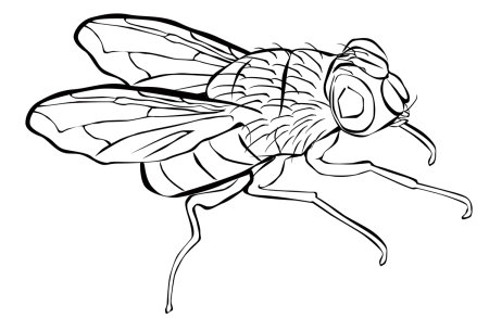 Муха ЦЕЦЕ раскраска