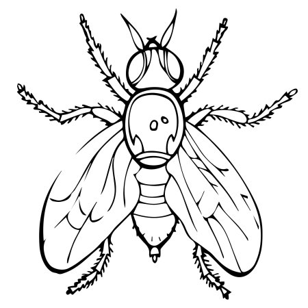 Насекомые. Раскраска