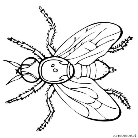 Муха раскраска для детей