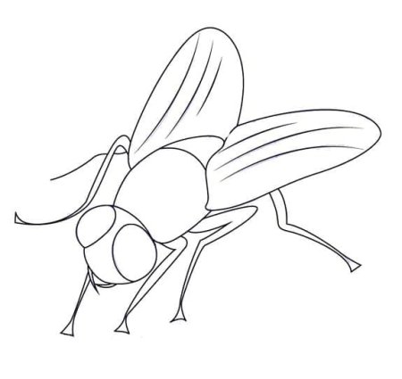 Муха раскраска для детей