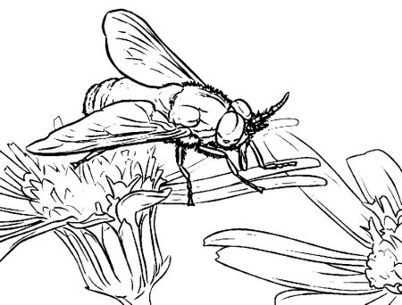 Муха раскраска для детей