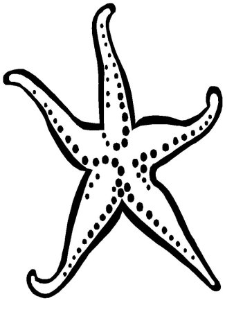 Морская звезда раскраска