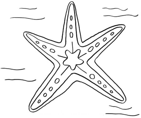 Раскраска морскиизвезды