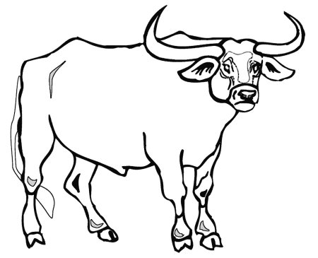 Бык контур