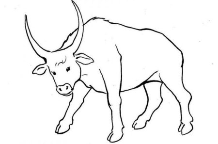 Бык раскраска