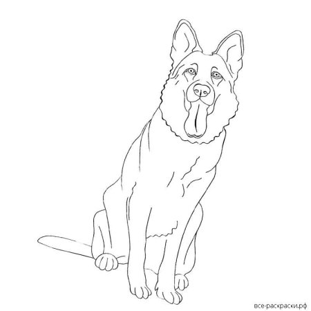 Раскраска собака овчарка