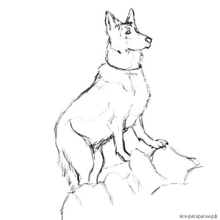 Раскраска собака овчарка