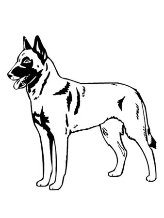 Овчарка раскраска