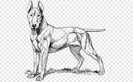 Немецкая овчарка анатомия для рисования