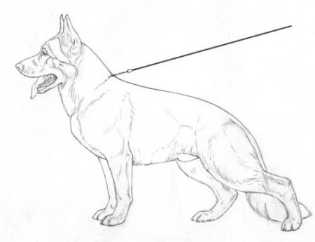 Немецкая овчарка набросок на белом фоне