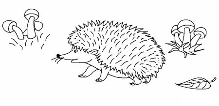 Ежик с яблоком раскраска
