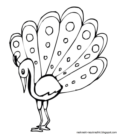 Павлин для раскрашивания