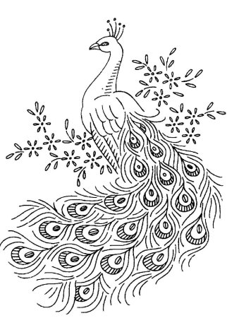 Павлин. Раскраска