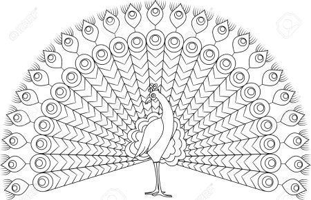 Павлин. Раскраска