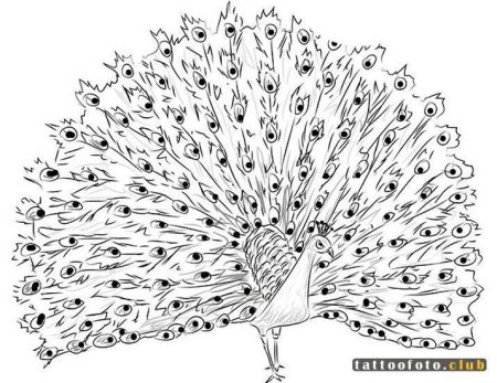Павлин раскраска для детей
