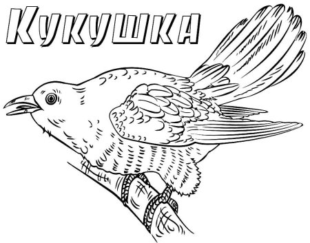 Перелетные птицы Кукушка зимующий