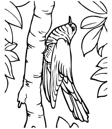 Кукушка раскраска