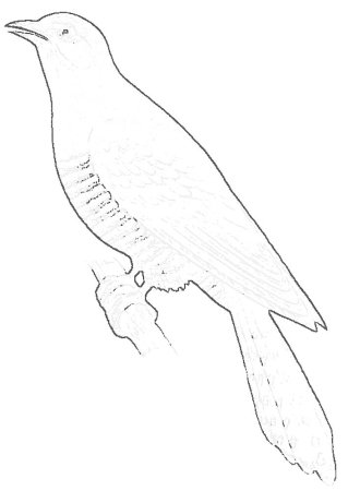 Раскраска птицы Кукушка