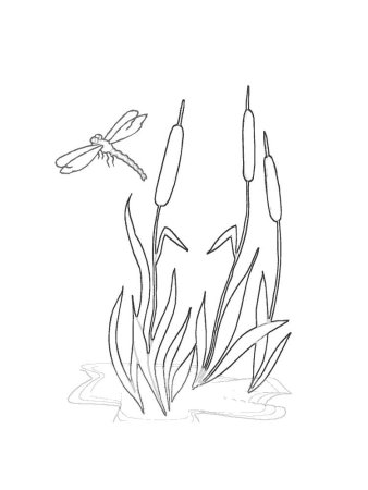 Люпин — Lupinus рисунок