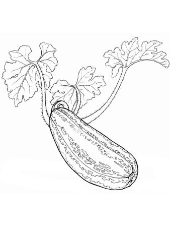 Раскраска овощи кабачок