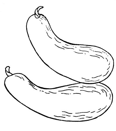 Раскраска овощи кабачок