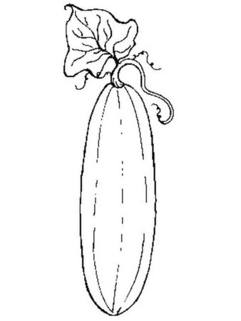 Кабачок раскраска для детей