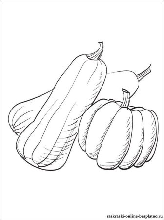 Кабачок контур