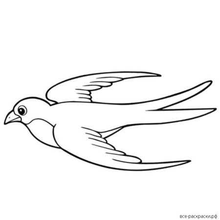 Перелетные птицы раскраска Ласточка