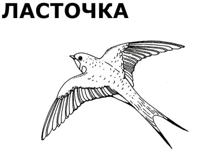 Ласточка раскраска