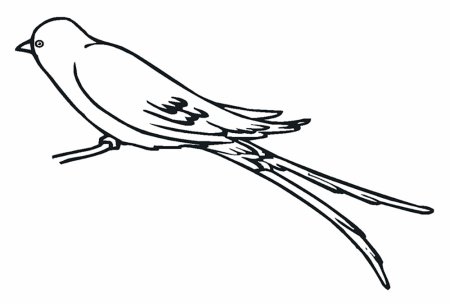 Ласточка раскраска
