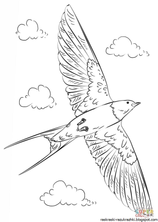 Ласточка раскраска