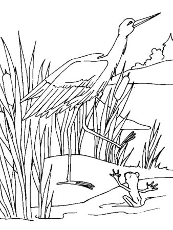 Серый журавль красавка