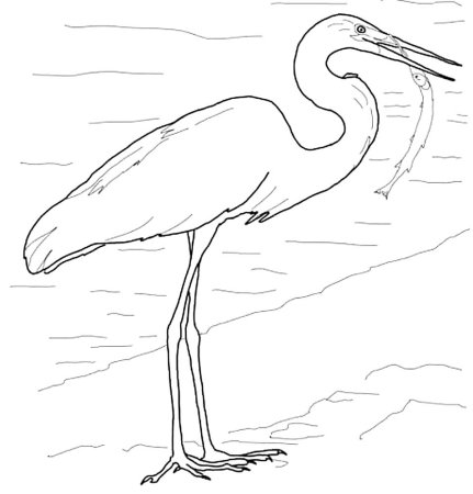 Цапля раскраска