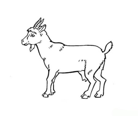 Goat раскраска для детей