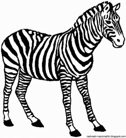 Зебра раскраска