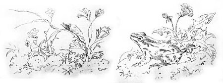 Жаба и роза Гаршин раскраска