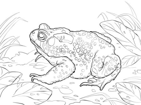 Лягушка Голиаф раскраска