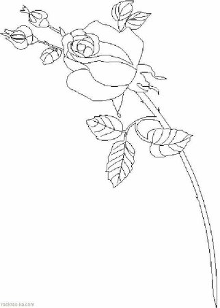 Ветка розы раскраска