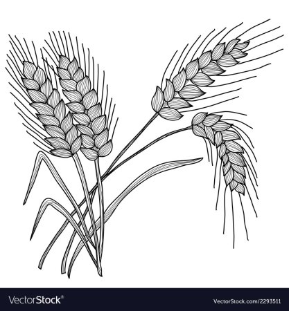 Колосок для детей