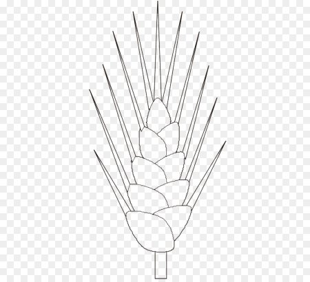 Рисуем колосок