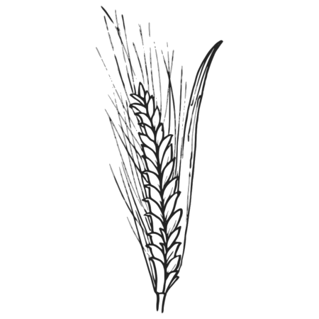 Колосок пшеницы раскраска