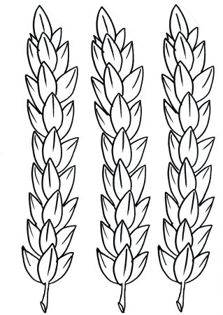 Пшеница раскраска