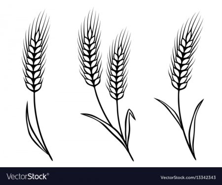 Колосок пшеницы