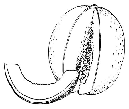 Дыня раскраска