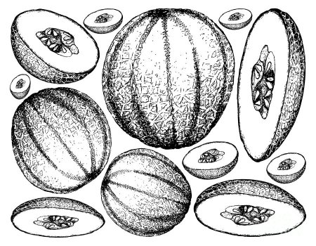 Дыня рисование