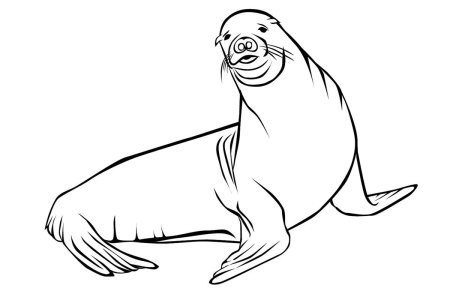 Морской котик раскраска